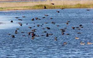 Sacramento: Red-winged Blackbirds - flock in flight over lake