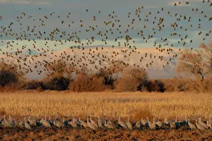 Crane: Red-winged blackbirds flying with snow-covered Manzano