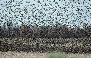 Agelaius: Red Winged Blackbirds - Massive Winter Flock