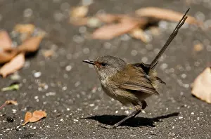 Malurus: Red-winged Fairy-wren - Female