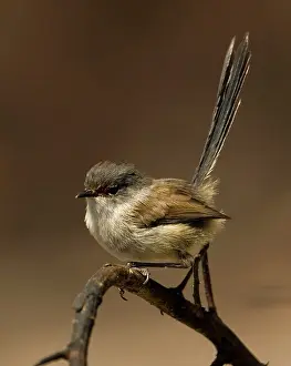 Malurus: Red-winged Fairy-wren - Female