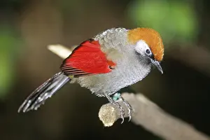 Formosus: Red-winged Laughing Thrush