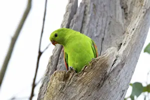 Aprosmictus: Red-winged Parrot