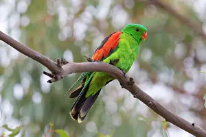 Aprosmictus: Red-winged Parrot