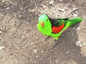 Psittacidae: Red-Winged Parrot