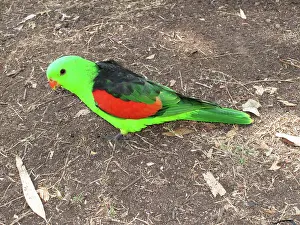 Psittacidae: Red-Winged Parrot