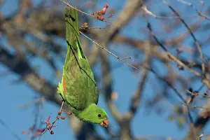 Aprosmictus: Red-winged Parrot feeding