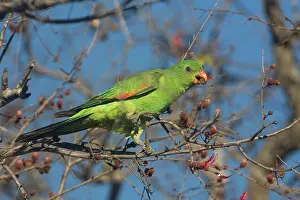 Aprosmictus: Red-winged Parrot feeding