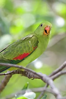Aprosmictus: Red-Winged Parrot-Female - Perched in woodland
