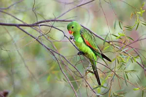 Aprosmictus: Red-winged Parrot - female red-winged parrot feeding
