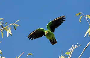 Aprosmictus: Red-winged Parrot in flight