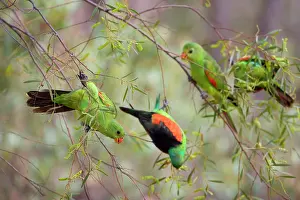 Aprosmictus: Red-winged Parrot - flock with several females