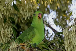 120618: Red-winged Parrot juvenile