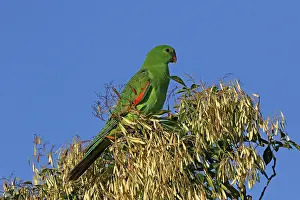 120618: Red-winged Parrot juvenile