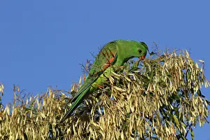 120618: Red-winged Parrot juvenile