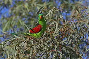 310517: Red-winged Parrot male A4307