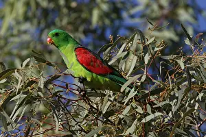310517: Red-winged Parrot male A4308