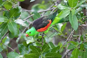 Aprosmictus: Red-Winged Parrot-Male - Feeding on fruit