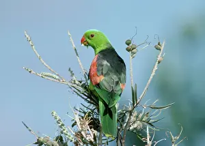 Grevillea: Red-Winged Parrot - Male feeding on Grevillea Seeds