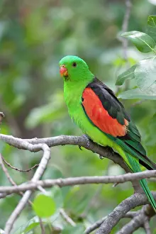 Aprosmictus: Red-Winged Parrot-Male - Perched in woodland