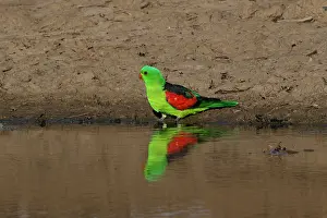 Aprosmictus: Red-winged Parrot male Red-winged Parrot male