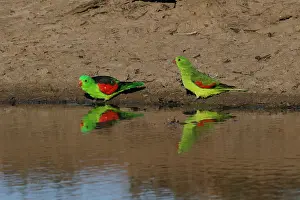 Aprosmictus: Red-winged Parrot pair A4611
