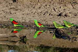 Aprosmictus: Red-winged Parrot Red-winged Parrot