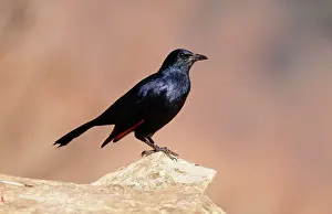 Morio: Red-winged Starling