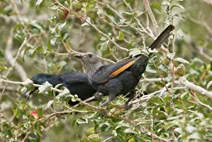 Morio: Red-winged Starling. female in foreground - Cape