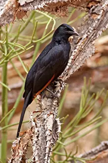 Morio: Red-winged Starling - male perched on tree trunk