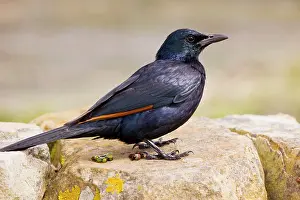 Morio: Red-winged Starling - male on rock