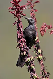 Starling: Red-winged Starling (Onychognathus morio), adult, female
