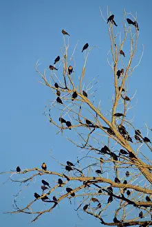 Phoeniceus: Red-winged & Yellow-headed Blackbird