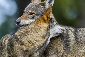 Hugs: Red Wolf (Canis lupus rufus) dominance behavior