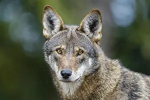 Highly: Red Wolf (Canis lupus rufus). Highly Endangered