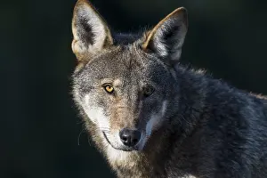 Highly: Red Wolf (Canis lupus rufus). Highly Endangered