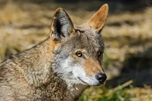 Highly: Red Wolf (Canis lupus rufus). Highly Endangered