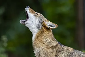 Howling: Red Wolf (Canis lupus rufus) howling. Highly Endangered