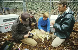 Scientists: Red Wolf reintroduction