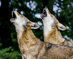 Howling: Red Wolves (Canis lupus rufus) howling. Highly