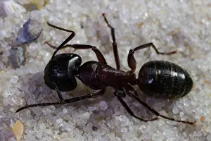 Rufa: Red wood ant (Formica rufa)