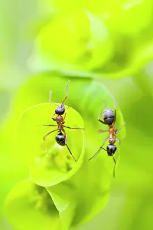 Rufa: Red Wood Ant - over a green plant