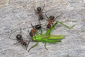 Ants: Red Wood Ant / Horse Ant (Formica rufa) ants cap