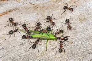 Ants: Red Wood Ant / Horse Ant (Formica rufa) ants cap