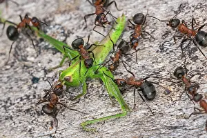 Ants: Red Wood Ant / Horse Ant (Formica rufa) ants cap