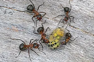 Ants: Red Wood Ant / Horse Ant (Formica rufa) ants cap