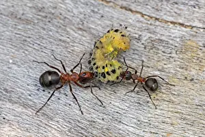 Ants: Red Wood Ant / Horse Ant (Formica rufa) ants cap