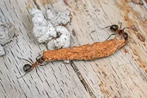 Bark: Red Wood Ant / Horse Ant (Formica rufa) carries