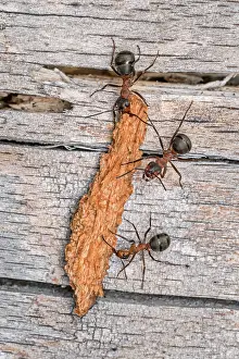 Bark: Red Wood Ant / Horse Ant (Formica rufa) carries
