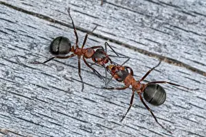 Thomas Marent: Red Wood Ant / Horse Ant (Formica rufa) communic